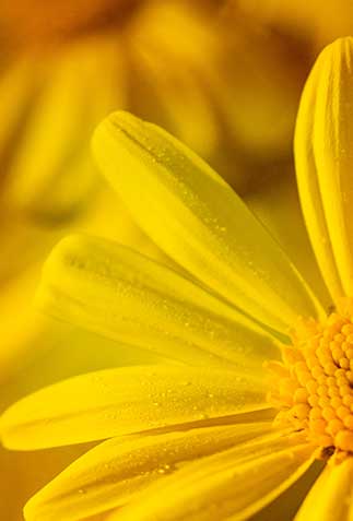 Arnica Montana:  What It Is and What It’s Used For