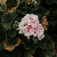 Ultimate Guide to Geranium Oil and All Its Benefits