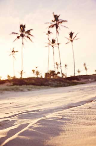 image of a sand and palm trees